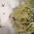 Jardim repelente de mosquitos: 4 estratégias naturais para afastar os insetos de casa