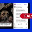Foto em que cão protege bebê após terremoto na Venezuela foi gerada com IA