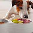 Por que comida humana faz mal para cães e gatos?
