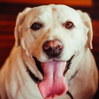 Por que os cachorros ficam com a língua de fora? Entenda quando é normal