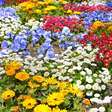 Confira 8 plantas que florescem no inverno e deixam o jardim cheio de cor