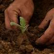 Economia regenerativa: entenda o conceito que vai além da sustentabilidade