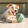 Como criar um cachorro feliz em apartamento: cuidados essenciais