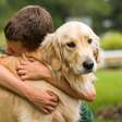 Alguns Golden Retrievers vivem muito mais que outros: entenda o que pode fazer a diferença