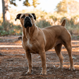Boerboel: conheça as características do cachorro dessa raça