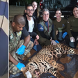 Onça-pintada que 'invadiu' empresa e brincou com próprio reflexo é capturada após quase 50 dias de monitoramento
