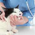 Síndrome do gato nervoso: veterinária alerta para sinais que não devem ser ignorados