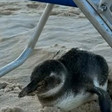 Pinguim aparece na Praia de Ipanema e se abriga em cadeira de praia