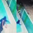 Homem reage e joga ladrão em piscina após ter casa invadida em Santa Catarina