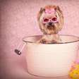 Expectativa de vida do Yorkshire Terrier e 7 sinais de saúde que merecem atenção