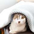 5 cuidados essenciais para proteger seu pet nos dias frios