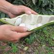 Conhece o ingá? 'Feijão-doce' é o curioso apelido desse fruto brasileiro