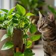 Planta jiboia é tóxica para gatos? Saiba quais são os riscos e como proteger seu pet
