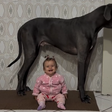 Cão gigante faz sucesso nas redes como 'babá' de bebê: 'Primeiro grande amor de uma criança'