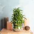 Bambu-da-sorte: saiba como utilizar a planta para atrair boas energias