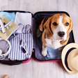 Como viajar com pets: dicas para uma experiência tranquila