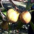 Perfeita para sobremesas: conheça a fruta de ouro famosa pela doçura e cremosidade