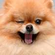 Lulu da Pomerânia: 5 problemas de saúde que todo tutor deve conhecer
