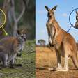 Wallabies e cangurus: você saberia identificar as diferenças?