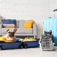 Férias com pets: 6 dicas para preparar o seu cão para viajar com segurança