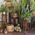 5 plantas perfeitas para quem mora em apartamento escuro
