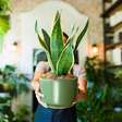 5 plantas que protegem sua casa contra energia negativa