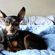 Por que o Pinscher late tanto? Entenda os motivos e como controlar