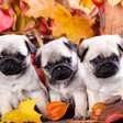 Quanto tempo vive um Pug? O que realmente faz diferença para a saúde da raça
