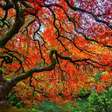 Bordo-japonês: a árvore que muda de cor e transforma qualquer jardim