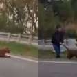 Vídeo mostra homem puxando onça viva pelo rabo no meio de rodovia no interior de SP; assista