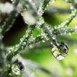 Planta "chorando"? Entenda por que surgem gotas nas folhas e quando isso merece atenção