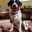 Seu cachorro roubou um pedaço de beterraba? Saiba quando isso pode ser um problema