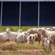 O Texas instalou milhões de painéis solares onde antes havia campos abertos; eles contrataram 3 mil ovelhas para fazer a manutenção do local