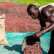 Volatilidade do preço do cacau afeta renda de milhões de produtores na África