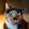 Se o seu gato lambe você, não quer dizer que ele te ama bichanos podem fazer isso por outros motivos