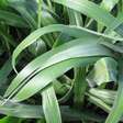 Estudo aponta que Urochloa brizantha melhora a saúde do solo e reduz fungos nocivos