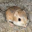 Como o rato-canguru consegue viver no deserto sem beber água