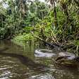 Cientistas identificam nova espécie de sucuri no norte da Amazônia