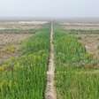 O que aconteceu após a China plantar 66 bilhões de árvores