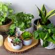Plantas como presentes: símbolos de sorte e prosperidade