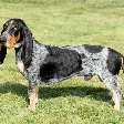 Basset azul da Gasconha: conheça as características do cachorro dessa raça