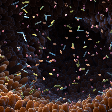 Microbiota humana: entenda como os microrganismos do corpo influenciam a saúde