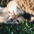 Pet ideal para cada signo: qual mais combina com você?