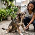 Cachorro com fraqueza nas pernas? Saiba o que pode estar por trás