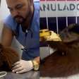 Filhote de macaco-prego é resgatado e recebe tratamento após ser atropelado em estrada no Pará