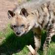 Hienas: a má fama esconde um dos animais mais importantes da natureza