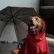 The Umbrella Academy: 10 nomes para cachorro inspirados nos personagens