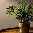 5 plantas que crescem bem em vasos rasos e deixam qualquer cantinho mais bonito