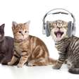 Ranking dos gatos mais tagarelas: quando o miado faz parte da personalidade e quando merece atenção