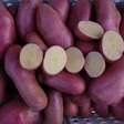 IAC desenvolve batata-doce que produz 4 vezes mais e traz 'superdose' de vitamina A